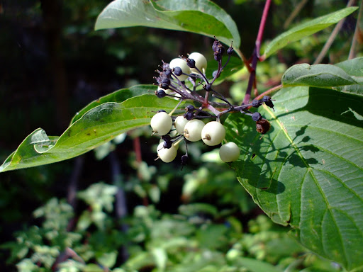 Are+red+osier+dogwood+berries+edible