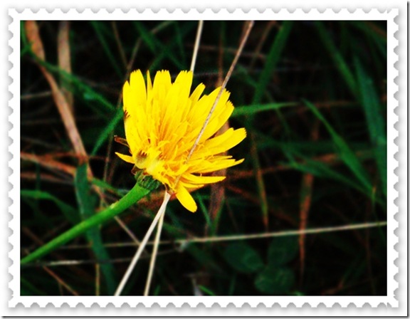 yellow flower