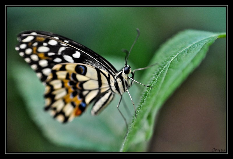 Map sur les yeux des papillons !? conseils... Papillon-111