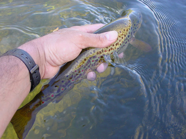 pesca pesca