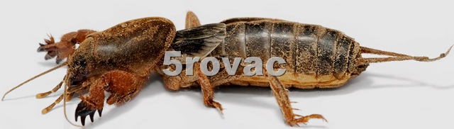 [Mole_cricket02Rovac45.jpg]