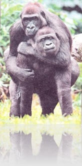 Gorila - rodácka pomoc