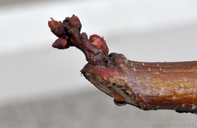 [DSC_1180_3045[7].jpg]