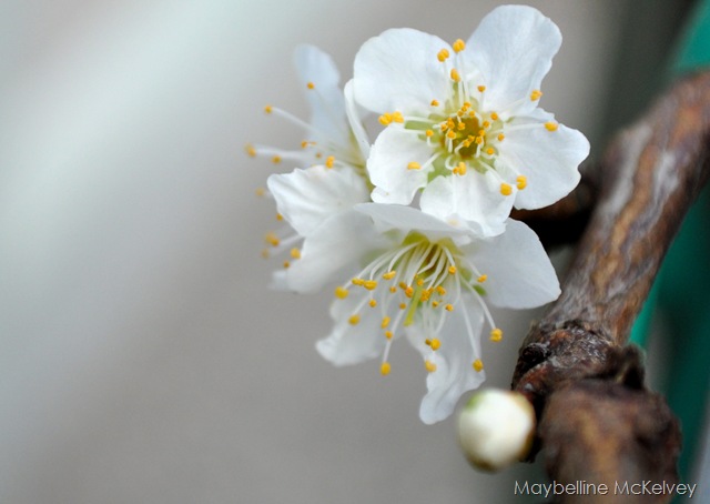 [DSC_1231_3096[13].jpg]