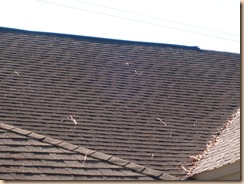 Tampa Non Pressure Roof Cleaning 006 Tampa Non Pressure Roof Cleaning 006