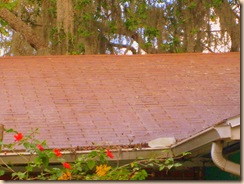 Tampa Roof Cleaning 013