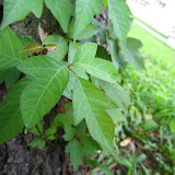 Poison Ivy
