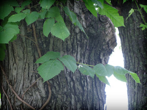 It tries to belie it's nature with heavenly light, but be wary!