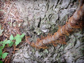 Like the rotting flesh of a zombie, it... well, maybe not the rotting flesh of a zombie, but like some evil thing, it clings to the tree with evil things.