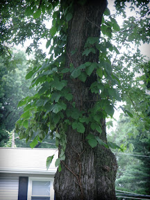Mocking me, they stare at me with their spindly, devilish vines and groups of three.
