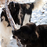 2009-12-12 snow pups-13.jpg