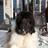 2009-12-12 snow pups-16.jpg