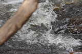 IMGP4671.JPG