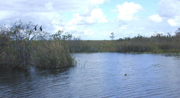 [enpat_marsh[2].jpg]