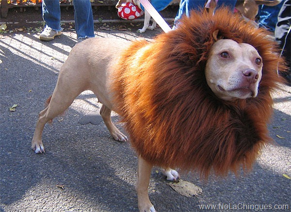 El perro leon