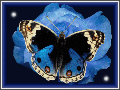 ☆•*¨★Mariposa Azul★¨*•☆