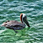 Pelican