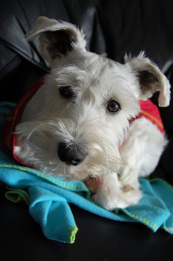 Is it time to go shopping at the pets store now?!