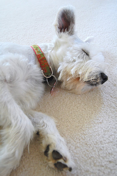 Heres one sleepy and tired schnauzer after a walk.
