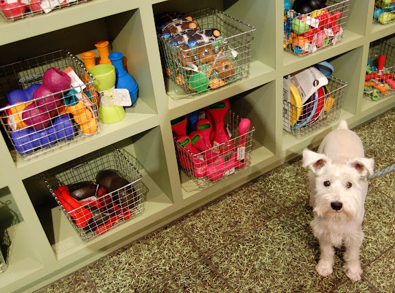 Please, can I have one?! Ill be a good doggy!