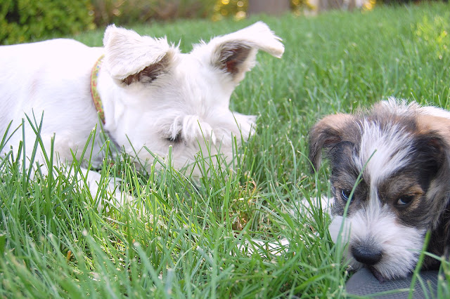 On the first day, they were all ready playing in our grass.
