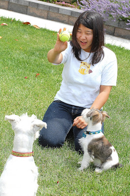 Gloria and Maui working on fetch with Hilo.