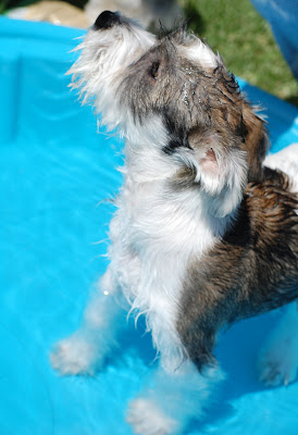 Summertime means pool time!