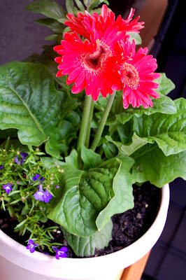 Our defective, yet pretty red daisies.