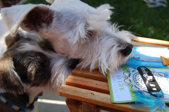 I guess both of them wanted to help me photograph the latest projects.