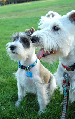 Both of them are waiting for us to chuck it.