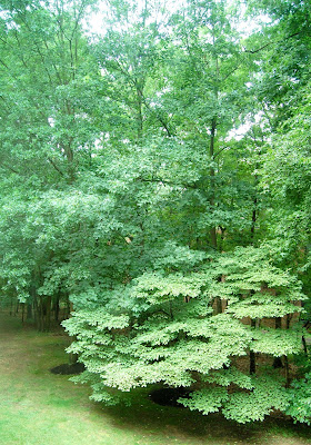 A relaxing view from the hotel room.