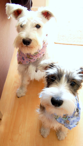 One day, we picked them up from the pet hospital, and they came out like this.