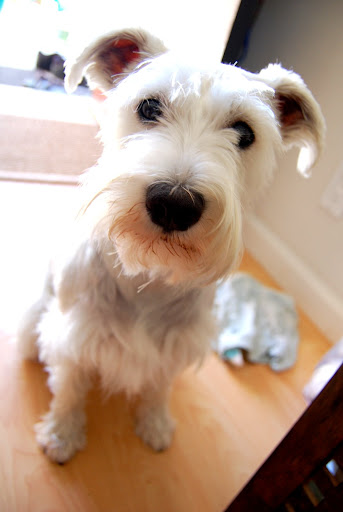 Cheeeeeeeeeeeeeese. Now can I have some cheese?