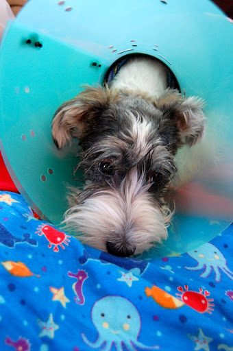 He is now stuck with the cone of shame. Poor, boy. :(