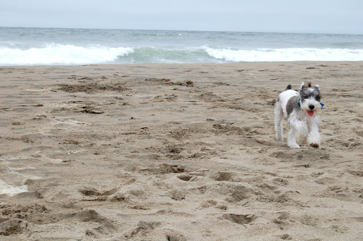 Check me out, Mommy! Im Super Dog!
