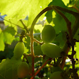 P1020110.JPG