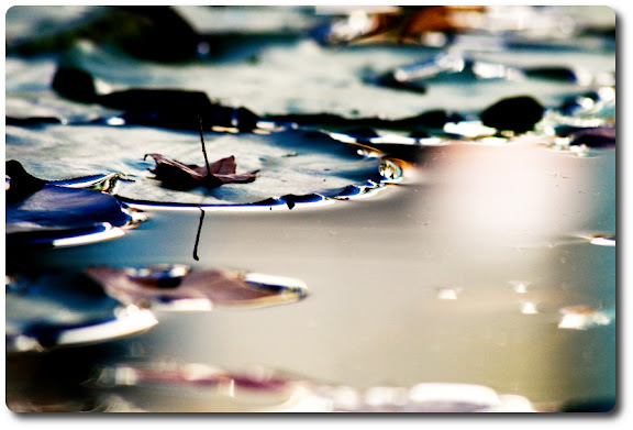 Pond