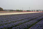  &ndash; Hyacinten Lisse
29-04-2010