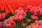  &ndash; Tulpen Lisse
29-04-2010