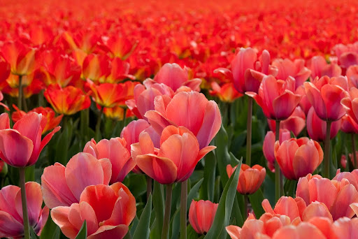  &ndash; Tulpen Lisse<br />
29-04-2010
