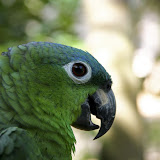  &ndash; Amazone Farinosa