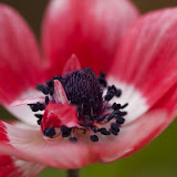 Macro