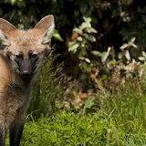  &ndash; Jonge Manenwolf