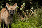  &ndash; Jonge Manenwolf