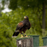  &ndash; Vrije Vlucht voorstelling - Woestijnbuizerd