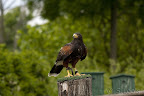  &ndash; Vrije Vlucht voorstelling - Woestijnbuizerd
