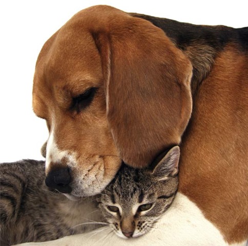 [24dog_and_cat[14].jpg]