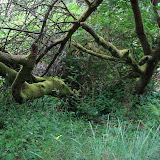 oregon2007_13.jpg