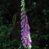 oregon2007c_10.jpg