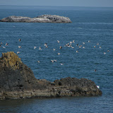 oregon2007w_11.jpg